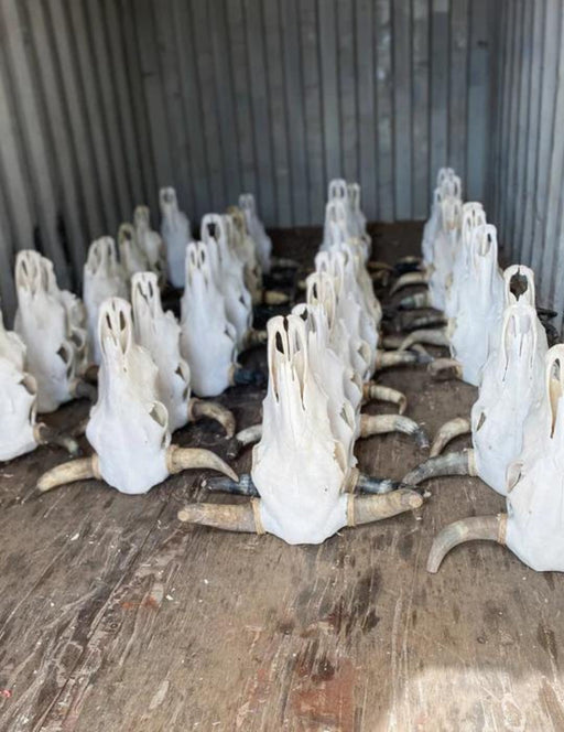 Just In! 4 Pack Plain Cow Skulls! Only $42.50 ea!