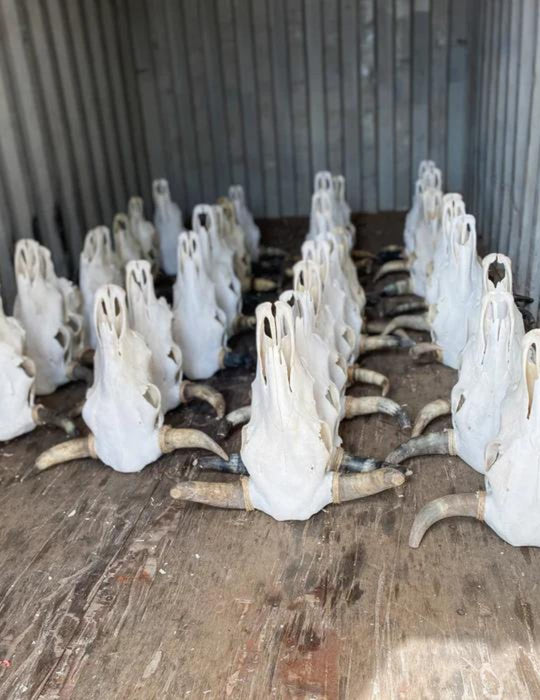 Just In! 4 Pack Plain Cow Skulls! Only $42.50 ea!