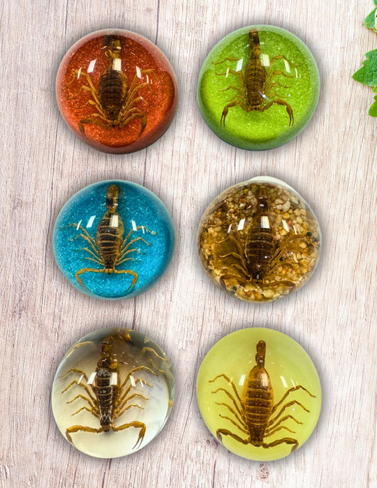 Medium, Half Dome Scorpion Paperweight.