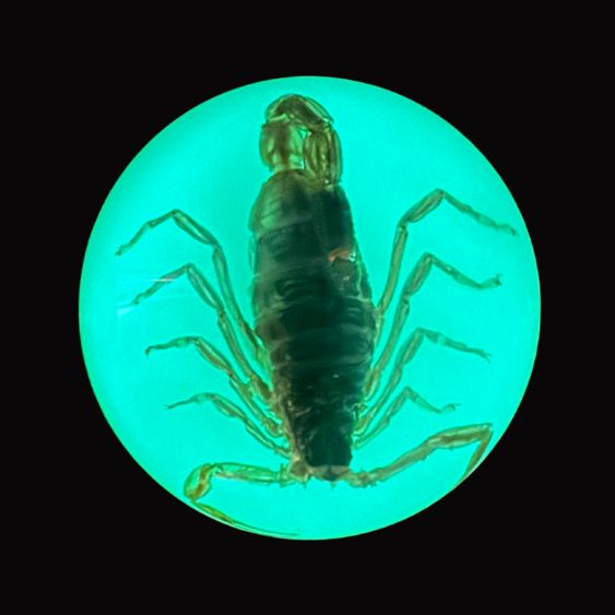 Medium, Half Dome Scorpion Paperweight.