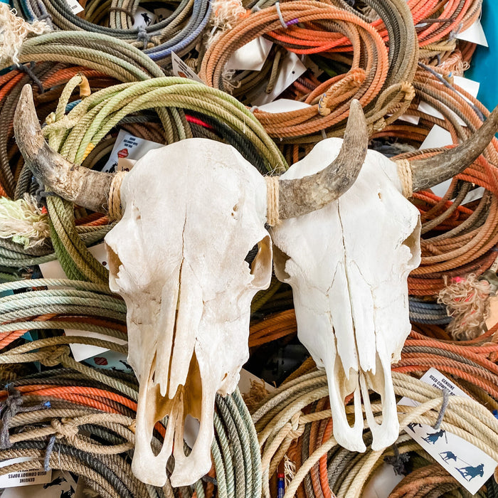 8 Pack Genuine First Grade Cow Skulls & Cowboy Rope Combo!!