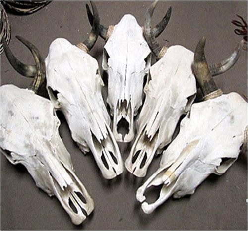 <font color=red># 1 SELLER !</font>  2- Genuine First Grade Cow Skulls! Only $42.50 ea.!