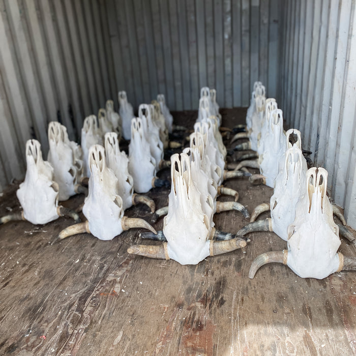 Just In! 4 Pack Plain Cow Skulls! Only $42.50 ea!
