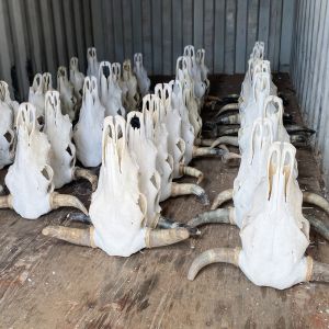 Cow Skull & Horn Packages