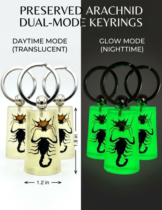 Scorpion/Spider Keychain