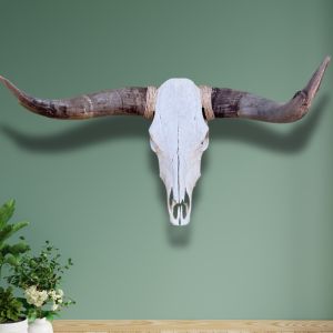 Genuine Plain Skulls with Long Horns