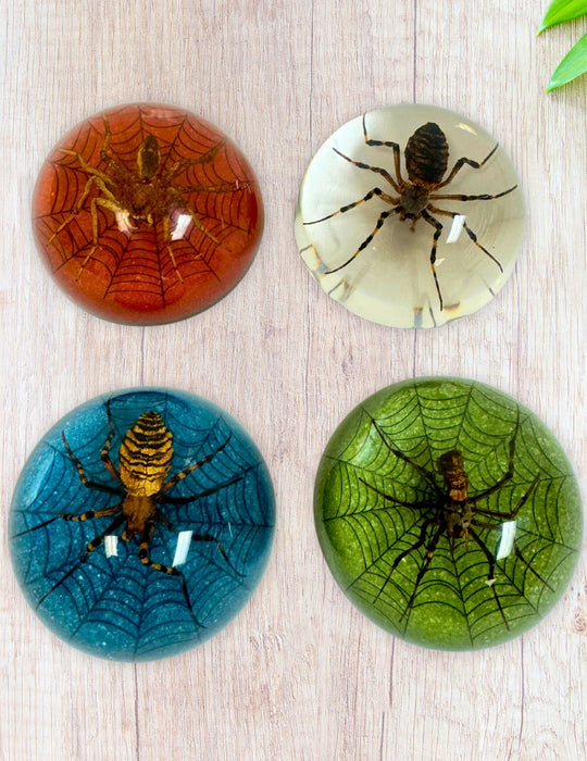 Medium, Half Dome Spider Paperweights.