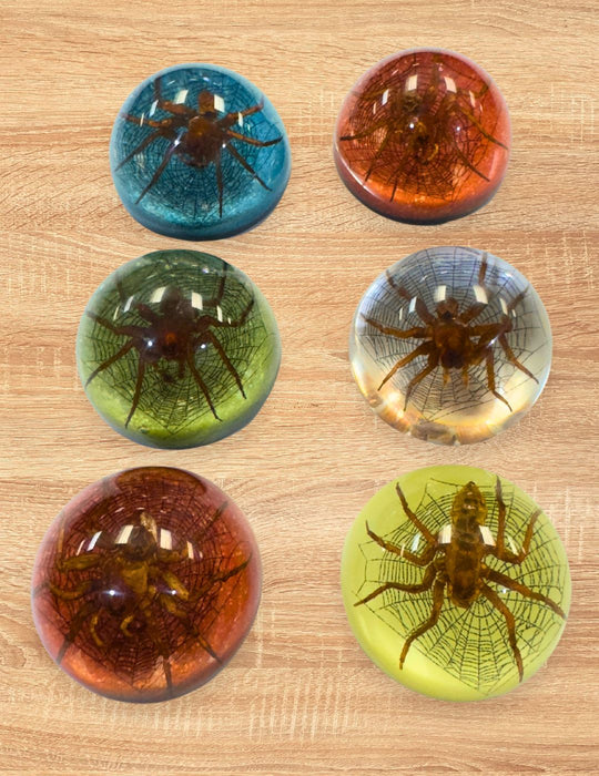 Small Half Dome Spider Paperweight