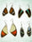 New ! Real Butterfly Wing Earrings,