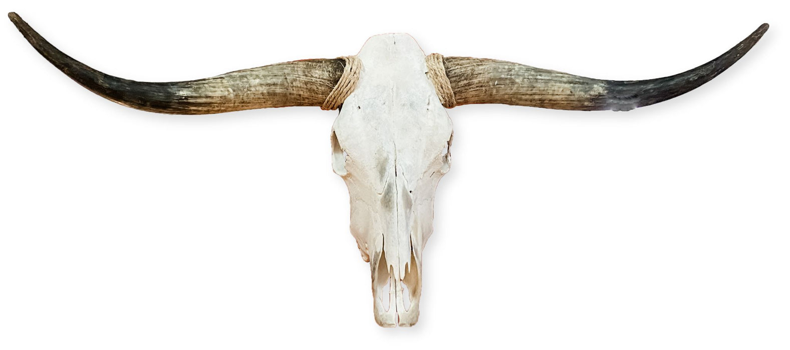 Genuine Plain Skulls with Long Horns