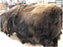 Large Buffalo Hides
