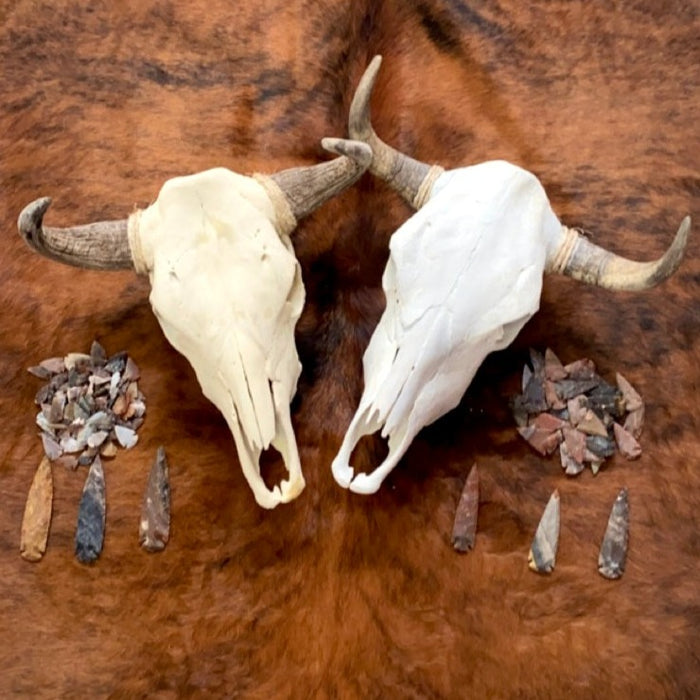 Plain cow skull and assorted arrowhead pack.