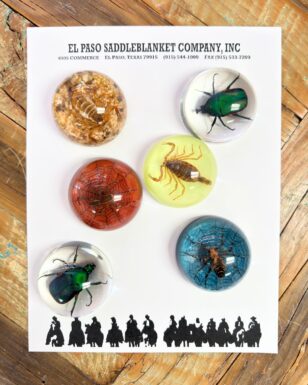 6 Medium Dome Insect Paperweight.
