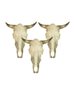 Genuine First Grade Plain Cow Skull