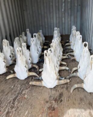 4 Pack Plain Cow Skulls!