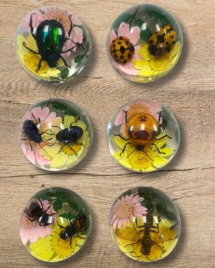 Small Half Dome Insect Paperweight