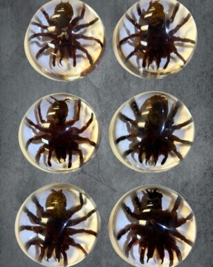 Medium, Half Dome Tarantula Paperweight