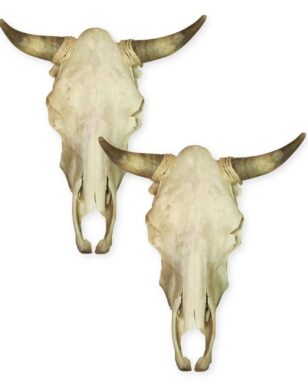<font color="red"># 1 SELLER !</font>  2- Genuine First Grade Cow Skulls!