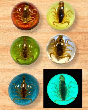 Half Dome Scorpion Paperweight