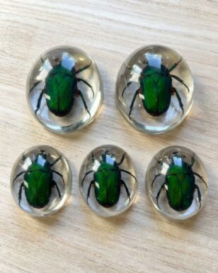 Half Dome Beetle Paperweight
